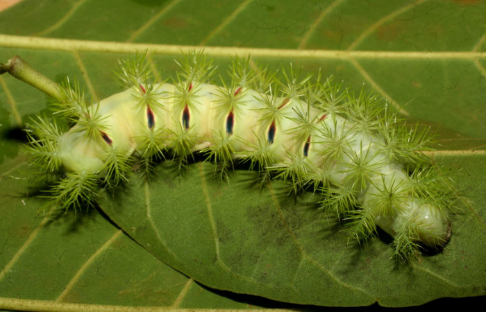 Figura 1. <i>Automeris hamata</i> (Saturniidae), en último estadio, posición dorsal, Brasilia, Moga. Vucher 12-SRNP-65577-DHJ487930.jpg.
