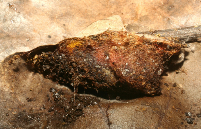 Figura 12. Capullo <i>Automeris hamata</i> (Saturniidae), Brasilia, Moga. Voucher 12-SRNP-65577-DHJ487934.jpg.