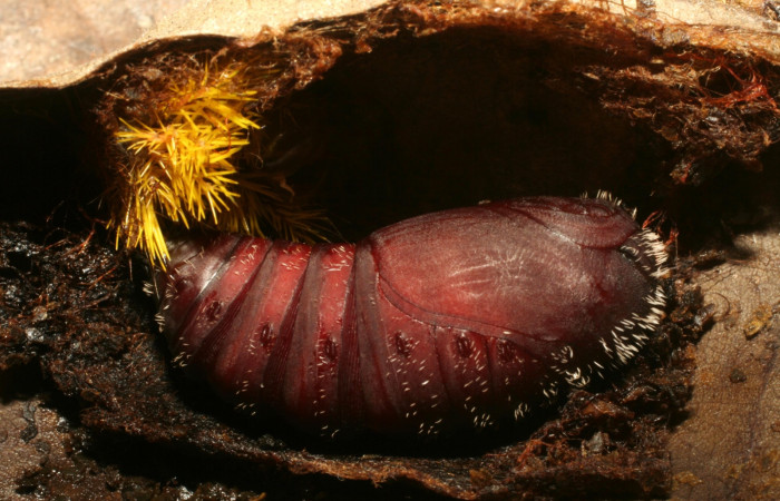Figura 13. Pupa <i>Automeris hamata</i> (Saturniidae), Brasilia, Moga. Voucher 12-SRNP-65577-DHJ487935.jpg.