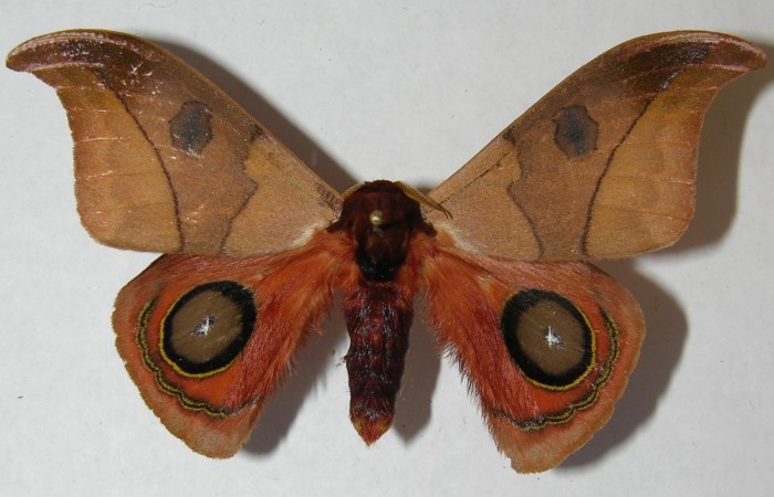 Figura 14. <i>Automeris hamata</i> (Saturniidae). Adulto, vista dorsal. Voucher 12-SRNP-65582-DHJ566562.jpg.
