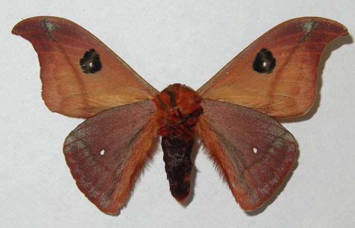 Figura 15. <i>Automeris hamata</i> (Saturniidae). Adulto macho, vista dorsal. Voucher 12-SRNP-65582-DHJ566563.jpg.