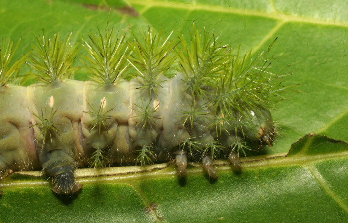 Figura 11. <i>Automeris hamata</i> (Saturniidae), Prepupa posición lateral cabeza, Brasilia, Moga. Voucher 12-SRNP-65588-DHJ487939.jpg.
