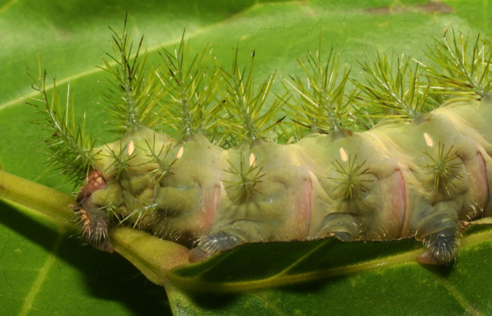 Figura 10. <i>Automeris hamata</i> (Saturniidae), Prepupa posición lateral trasera, Brasilia, Moga. Voucher 12-SRNP-65588-DHJ487940.jpg.