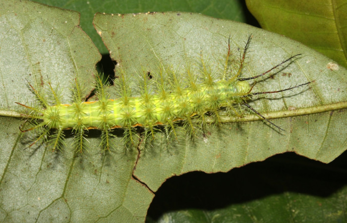 Figura 3. <i>Automeris hamata</i> (Saturniidae) en penúltimo estadio, posición dorsal, Estación Pitilla, Sendero Memos. Voucher 13-SRNP-30511-DHJ700635.jpg.