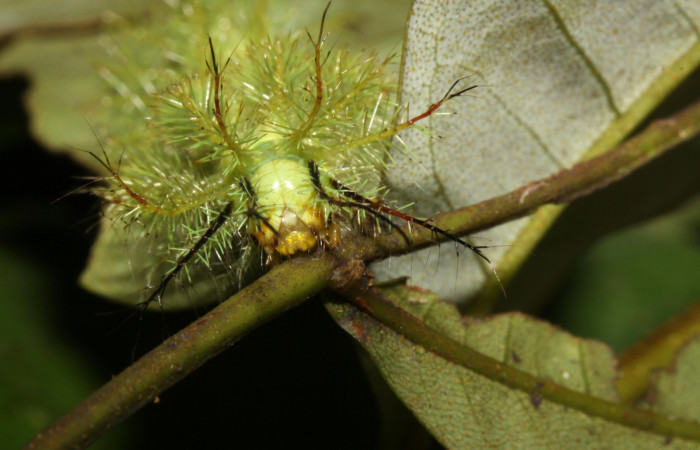 Figura 4.<i>Automeris hamata</i> (Saturniidae) en penúltimo estadio, posición frontal, Estación Pitilla, Sendero Memos. Voucher 13-SRNP-30511-DHJ700637.jpg.