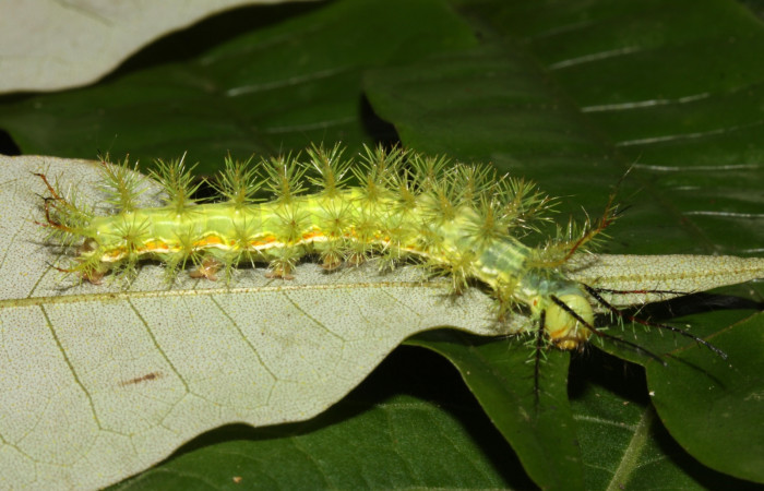 Figura 2. <i>Automeris hamata</i> (Saturniidae), en penúltimo estadio, posición lateral, Estación Pitilla, Sendero Memos. Voucher 13-SRNP-DHJ700639.jpg.
