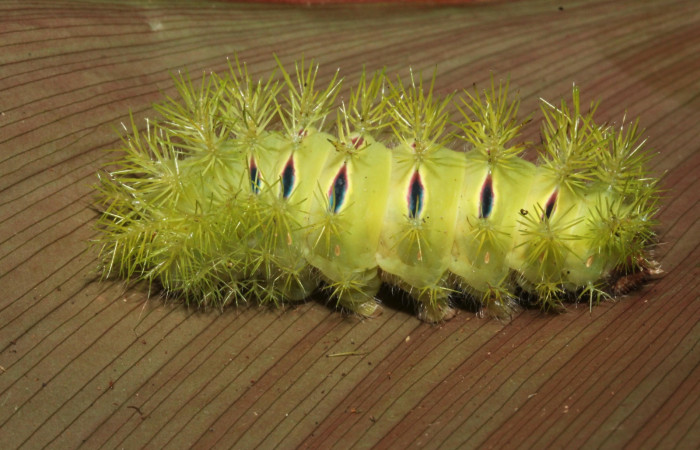 Figura 6. <i>Automeris hamata</i> (Saturniidae). Último estadio, posición lateral, Estación Caribe, Garzasol. Voucher 13-SRNP-41584-DHJ707694.jpg.