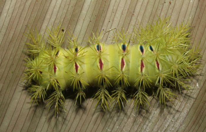 Figura 5. <i>Automeris hamata</i> (Saturniidae). Último estadio, posición dorsal, Estación Caribe, Garzasol. Voucher 13-SRNP-41584-DHJ707696.jpg.