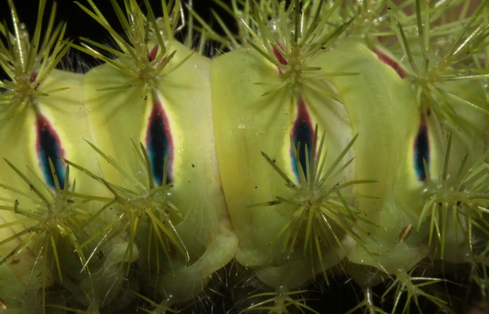 Figura 7. Detalle de proyecciones en forma de espina y manchas de <i>Automeris hamata</i> (Saturniidae). Último estadio, posición dorsal, Estación Caribe, Garzasol. Voucher 13-SRNP-41584-DHJ707697.JPG