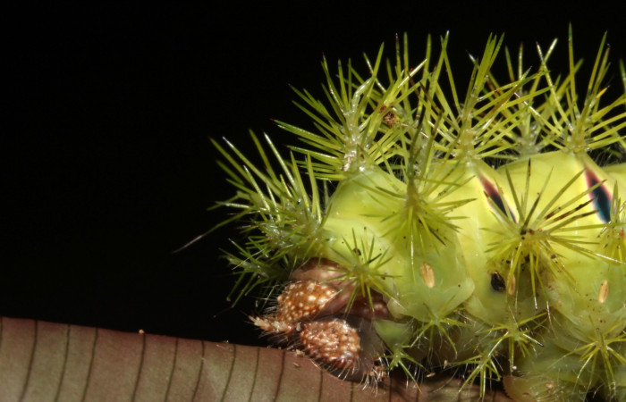 Figura 8. <i>Automeris hamata</i> (Saturniidae). Último estadio, posición trasera, Estación Caribe, Garzasol. Voucher 13-SRNP-41584-DHJ707698.jpg.