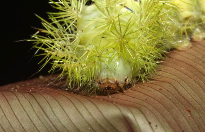 Figura 9. <i>Automeris hamata</i> (Saturniidae). Último estadio, posición frontal, Estación Caribe, Garzasol. Voucher 13-SRNP-41584-DHJ707700.jpg.