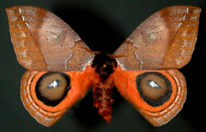 Figura 16. <i>Automeris banus</i> (Saturniidae). Adulto macho vista dorsal. Voucher 99-SRNP-1852-DHJ31042.