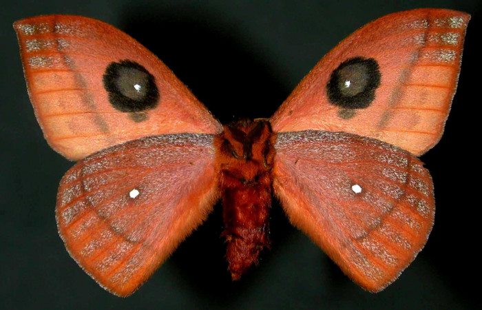 Figura 17. <i>Automeris banus</i> (Saturniidae). Adulto macho vista ventral. Voucher 99-SRNP-1852-DHJ31043.