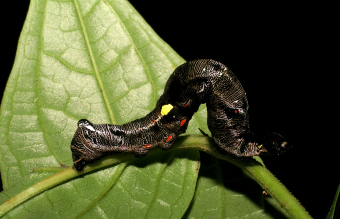  Larva en posición lateral de <i>Gonodonta fernandezi</i> (Erebidae), U estadio. Sector, Pitilla, Bullas. Voucher 05-SRNP-32875-DHJ405041.jpg.