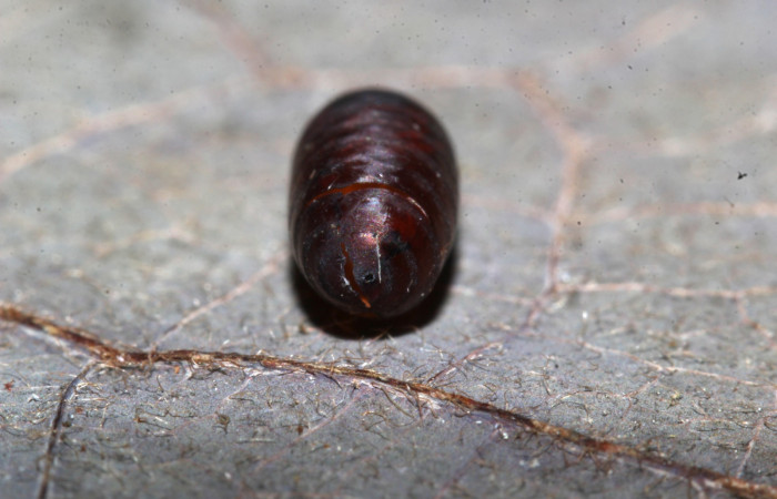  Pupario de parásito en larva <i>Gonodonta fernandezi</i> (Erebidae) . Sector Pitilla, Medrano. Voucher 20-SRNP-71767-DHJ778662.jpg.