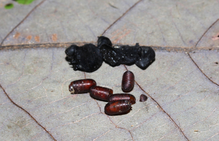  Puparios de parásitos en larva <i>Gonodonta fernandezi</i> (Erebidae) . Sector Pitilla, Medrano. Voucher 20-SRNP-71767-DHJ778660.jpg.
