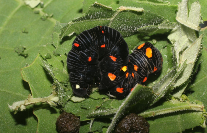  Prepupa posición lateral de <i>Gonodonta uxor</i> (Erebidae) . Sector San Cristóbal, Sendero Corredor. Voucher 18-SRNP-2700-DHJ705986.jpg.