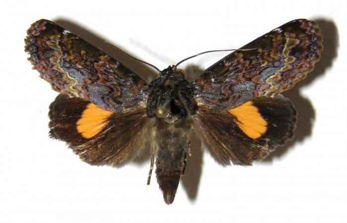 Adulto posición dorsal de <i>Gonodonta fernandezi</i> (Erebidae) . Sector San Cristóbal, Potrero Argentina. Voucher 03-SRNP-9014-DHJ312714.