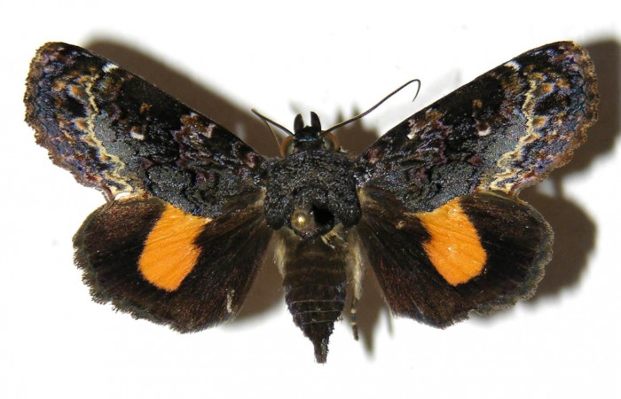  Adulto posición dorsal de <i>Gonodonta fernandezi</i> (Erebidae) . Sector Cacao, Cuesta Caimito. Voucher 04-SRNP-47294-DHJ312716.