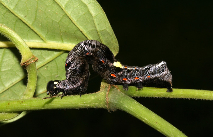  Larva en posición lateral de <i>Gonodonta fernandezi</i> (Erebidae), PU estadio. Sector San Cristóbal, Sendero Huerta. Voucher 08-SRNP-6141-DHJ448753.jpg.
