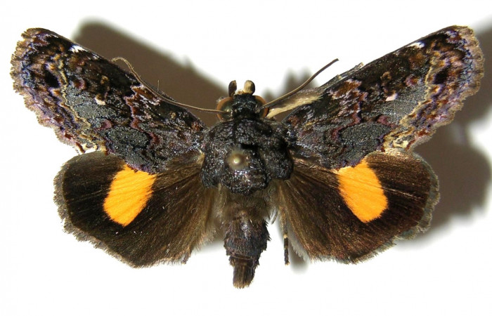  Adulto posición dorsal de <i>Gonodonta fernandezi</i> (Erebidae) . Sector Cacao, Cuesta Caimito. Voucher05-SRNP-33530-DHJ328892.