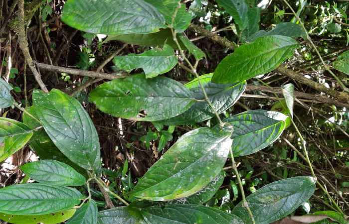  <i>Piper colonense</i> (Piperaceae), planta hospedera de <i>Gonodonta fernandezi</i> (Erebidae). Sector San Cristóbal, Sendero Huerta. Foto, Elda Araya, 17 Febrero 2022.
