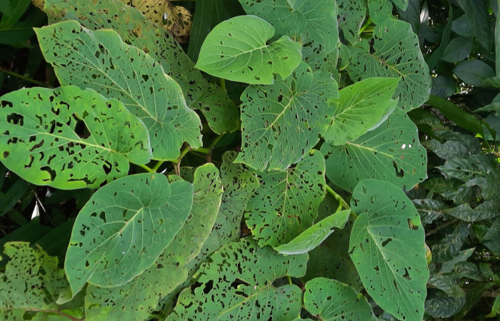  <i>Piper auritum</i> (Piperaceae), planta hospedera de <i>Gonodonta fernandezi</i> (Erebidae). Sector San Cristóbal, Estación Biológica San Gerardo. Foto, Elda Araya, 17 Febrero 2022.
