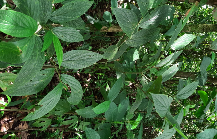  <i>Piper sancti-felicis</i> (Piperaceae), planta hospedera de <i>Gonodonta fernandezi</i> (Erebidae). Sector San Cristóbal, Estación Biológica San Gerardo. Foto, Elda Araya, 17 Febrero 2022.
