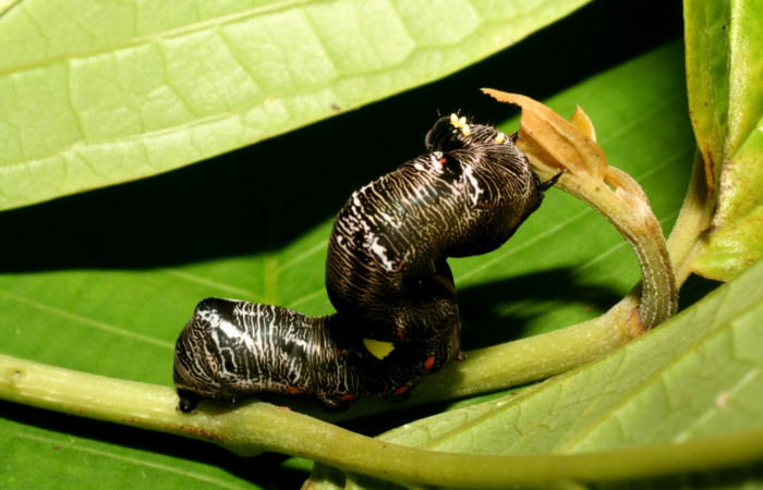  Larva en posición dorsal de <i>Gonodonta fernandezi</i> (Erebidae), PU estadio. Sector, Pitilla, Bullas. Voucher 10-SRNP-72253-DHJ479486.jpg