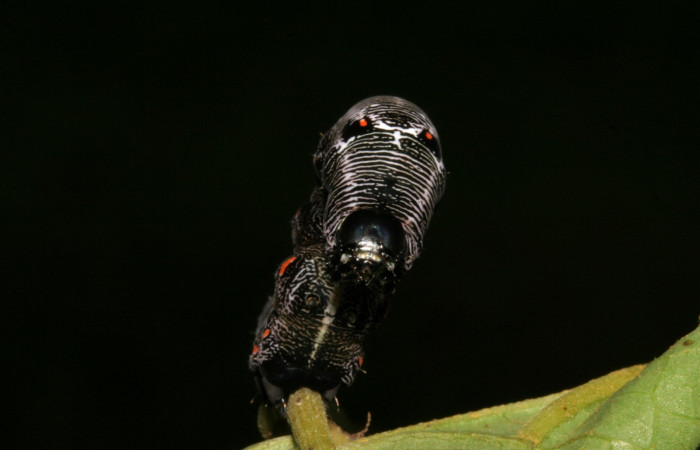  Cabeza en posición Frontal de <i>Gonodonta fernandezi</i> (Erebidae), PU estadio. Sector San Cristóbal, Sendero Huerta. Voucher 08-SRNP-6141-DHJ448752.jpg.