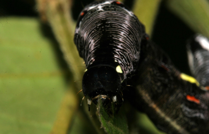  Cabeza en posición Frontal de [i[Gonodonta fernandezi</i> (Erebidae), PU estadio. Sector San Cristóbal, Sendero Huerta. Voucher 08-SRNP-6141-DHJ448758.jpg.