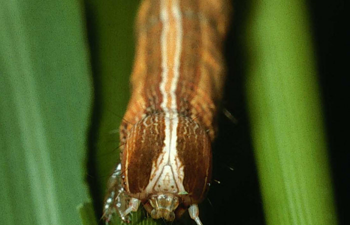 Figura 1. Larva <i>Mocis latipes</i> (Erebidae), color café claro con líneas cremas a lo largo del dorso, cabeza café, tercer estadio posición frontal, mide 37 mm aproximadamente. Planta hospedera <i>Cynodon nlemfuensis</i> (introducido), (poaceae). Voucher: 03-SRNP-22236-DHJ77634.jpg.