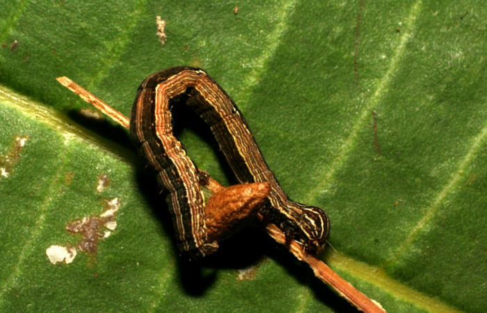 Figura 9. Capullo de <i>Snellenius</i> Janzen01 (Braconidae), parásito en larva <i>Mocis latipes</i> (Erebidae) Voucher: 10-SRNP-72466-DHJ479516.jpg.