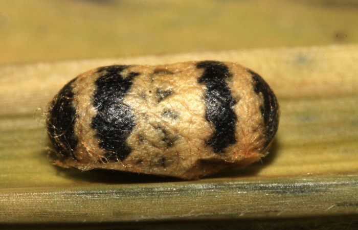 Figura 11. Capullo de <i>Casinaria</i> CAS-468 (Ichneumonidae), parásito en larva <i>Mocis latipes</i> (Erebidae). Voucher: 15-SRNP-30166-DHJ721569.jpg.