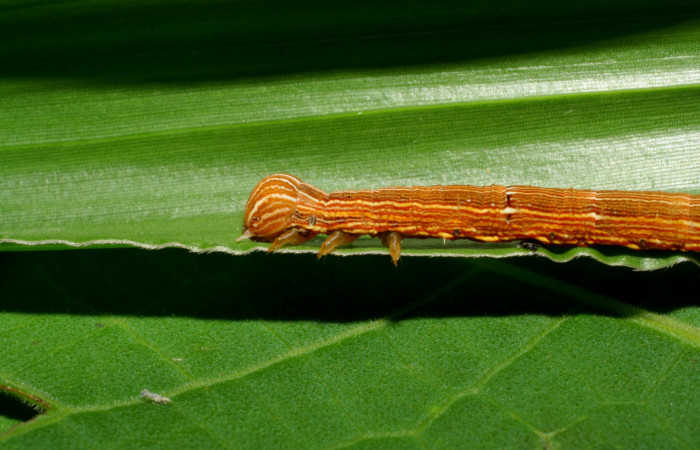 Figura 2. Larva <i>Mocis latipes</i> (Erebidae), color café claro con líneas cremas a lo largo del dorso, cabeza café, tercer estadio posición lateraral, cabeza y tórax mide 33 mm aproximadamente. Planta hospedera <i>Cynodon nlemfuensis</i> (introducido), (Poaceae). Voucher: 06-SRNP-33434-DHJ416138.jpg.