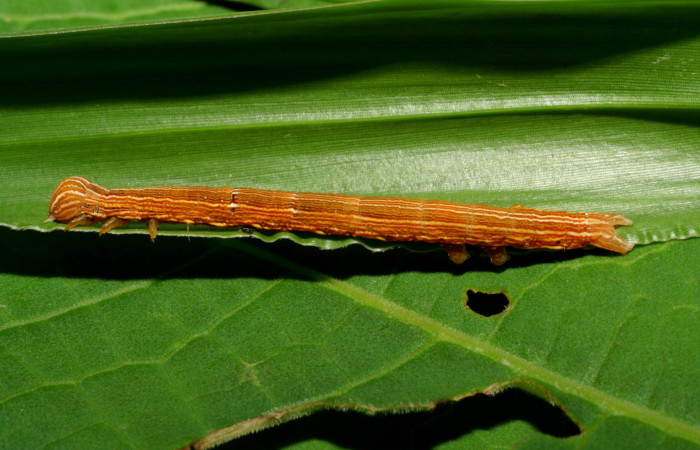Figura 4. Larva <i>Mocis latipes</i> (Erebidae), color café claro con líneas cremas a lo largo del dorso, cabeza café, tercer estadio posición lateral, mide 33 mm aproximadamente. Planta hospedera <i>Cynodon nlemfuensis</i> (introducido), (Poaceae). Voucher: 06-SRNP-33434-DHJ416137.jpg.