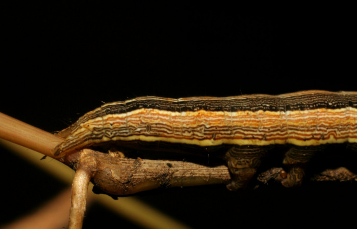 Figura 8. Larva <i>Mocis latipes</i> (Erebidae), color café, cabeza café, último estadio posición parte trasera, mide 44 mm aproximadamente. Planta hospedera <i>Cynodon nlemfuensis</i> (introducido), (Poaceae). Voucher: 07-SRNP-33038-DHJ427431.jpg.