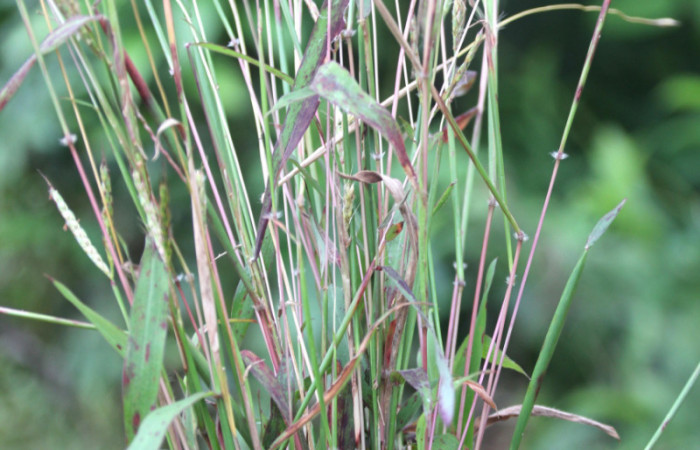 Figura 17. Planta hospedera <i>Ischaemum timorense</i> (Poaceae), parte enfocada toda la planta, zacate llamado popularmente como retana, planta donde se alimenta la larva <i>Mocis latipes</i> (Erebidae).