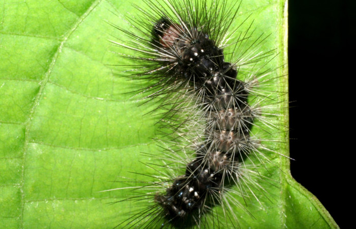 Figura. 12 Larva <i>Melese incertus</i> (Erebidae), posición dorsal entero alimentándose en <i>Ipomoea phillomega</i>, (Convolvulaceae). (07-SRNP-3024-DHJ425960.jpg).