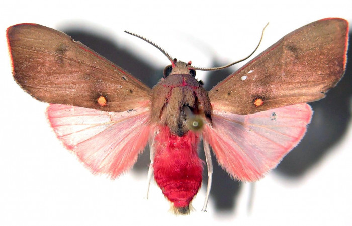 Figura. 13 Adulto <i>Melese incertus</i> (Eribidae), posición vista dorsal. (00-SRNP-11374-DHJ92244).