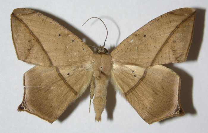 Figura. 15 Adulto <i>Prochoerodes tetragonata</i> (Geometridae), posición vista dorsal. (01-SRNP-4395-DHJ324750).