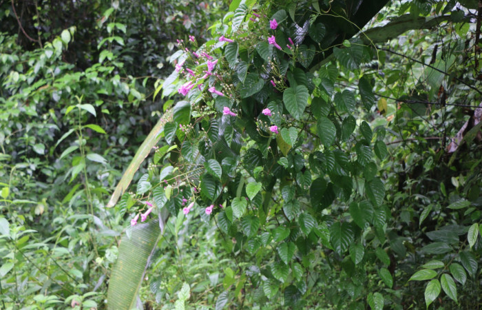 Figura. 1 Habitad <i>Ipomoea phillomegai</i>, (Convolvulaceae). Area de Conservación Guanacaste. Sector Rincón Rain Forest. Estación Leiva. Selva. (elevación 410 metros), colectada el 19 febrero 2022. Foto. Jorge Hernández.