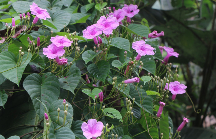 Figura. 2 Habitad <i>Ipomoea phillomega</i>, (Convolvulaceae). Area de Conservación Guanacaste. Sector Rincón Rain Forest. Estación Leiva. Selva. (elevación 410 metros), colectada el 19 febrero 2022. Foto. Jorge Hernández.