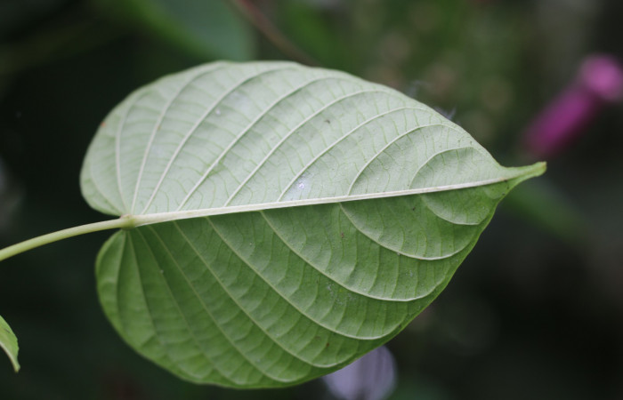 Figura. 5 Envés  <i>Ipomoea phillomega</i>, (Convolvulaceae). Area de Conservación Guanacaste, Sector Rincón Rain Forest. Estación Leiva. Selva. (elevación 410 metros), colectada el 19 febrero 2022. Foto. Jorge Hernández.