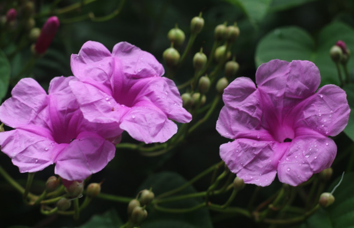 Figura. 7 Flores en racimo  <i>Ipomoea phillomega</i>, (Convolvulaceae). Area de Conservación Guanacaste. Sector Rincón Rain Forest. Estación Leiva. Selva. (elevación 410 metros), colectada el 19 febrero 2022. Foto. Jorge Hernández.