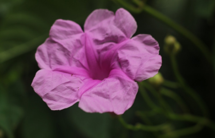 Figura. 8 Flores de frente  <i>Ipomoea phillomega</i>, (Convolvulaceae). Area de Conservación Guanacaste. Sector Rincón Rain Forest. Estación Leiva. Selva. (elevación 410 metros), colectada el 19 febrero 2022. Foto. Jorge Hernández.