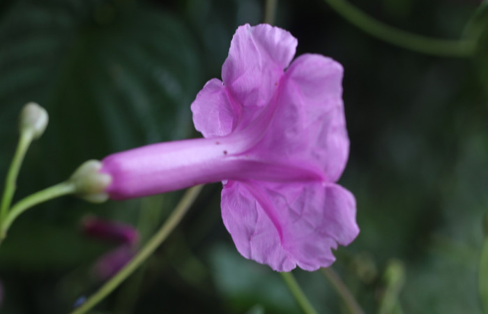 Figura. 9 Flor lateral <i>Ipomoea phillomega</i>, (Convolvulaceae). Area de Conservación Guanacaste. Sector Rincón Rain Forest. Estación Leiva. Selva. (elevación 410 metros), colectada el 19 febrero 2022. Foto. Jorge Hernández.