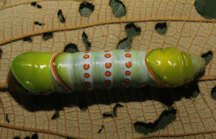 Figura. 14 Larva <i>Naprepa flexifera</i> (Notodontidae), posición dorsal alimentándose en <i>Conostegia xalapensis</i> (Melastomataceae). (17-SRNP-72292-DHJ738723.jpg).