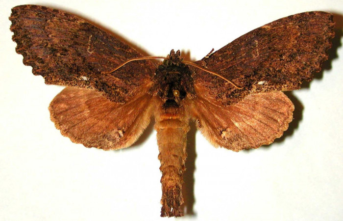 Figura 15. Adulto de <i>Naprepa flexifera</i> (Notodontidae), vista dorsal. (93-SRNP-2158-DHJ-32666.jpg).