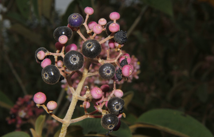 Figura. 7 Frutos en racimos <i>Conostegia xalapensis</i>, (Melastomataceae). Area de Conservación Guanacaste, Sector Rincón Rain Forest, cafecito, Estación Leiva, (elevación 455 metros), colectada el 26 de Setiembre 2018. Foto, Jorge Hernández.